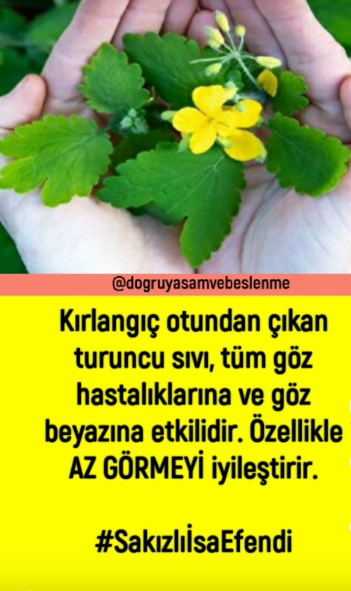 SİNİZÜT İÇİN KIRLANGIÇ OTU . iki  yaprak koparılır çıkan sıvı göz içine tek tek değdirilir.alınve göz çevreleri ovalanır.sonuç sinizitten kurtulunur.bi iznillah.görme kalitesi çok netleşir.vesselam.eyvallah.
İSTIYENLERE KIRLANGIÇ OTU GÖNDERİYORUZ 05333727579,
