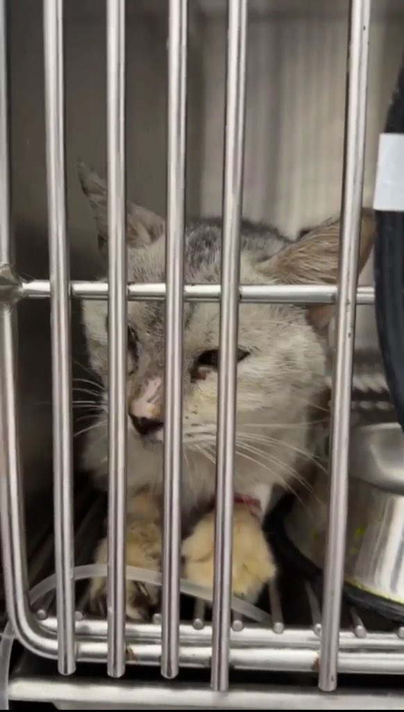 lorry🐈 tweet media