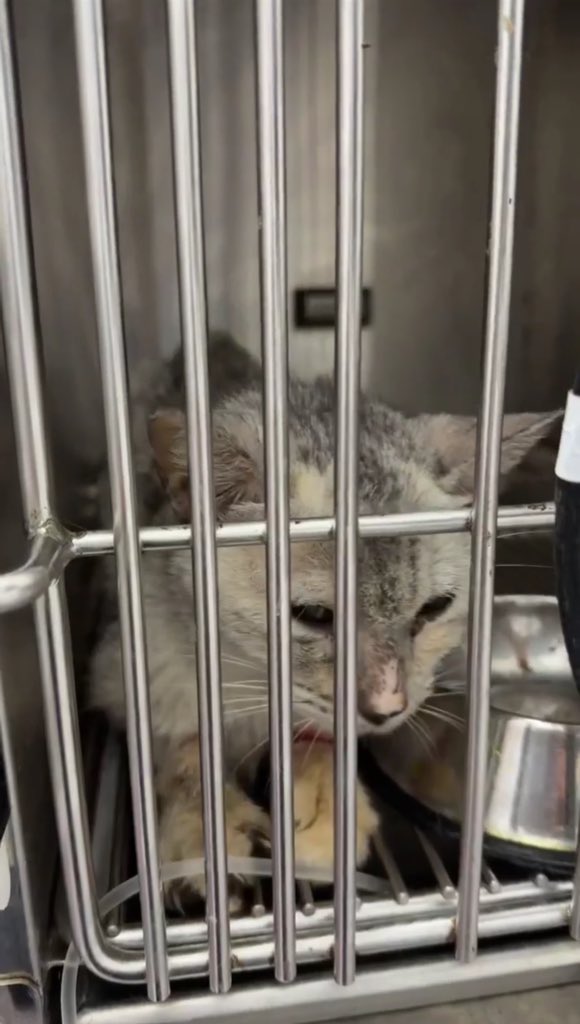 lorry🐈 tweet media