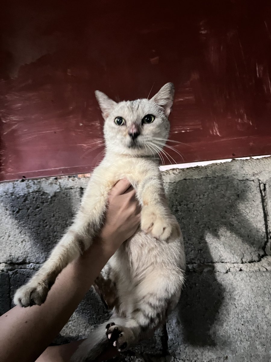 lorry🐈 tweet media