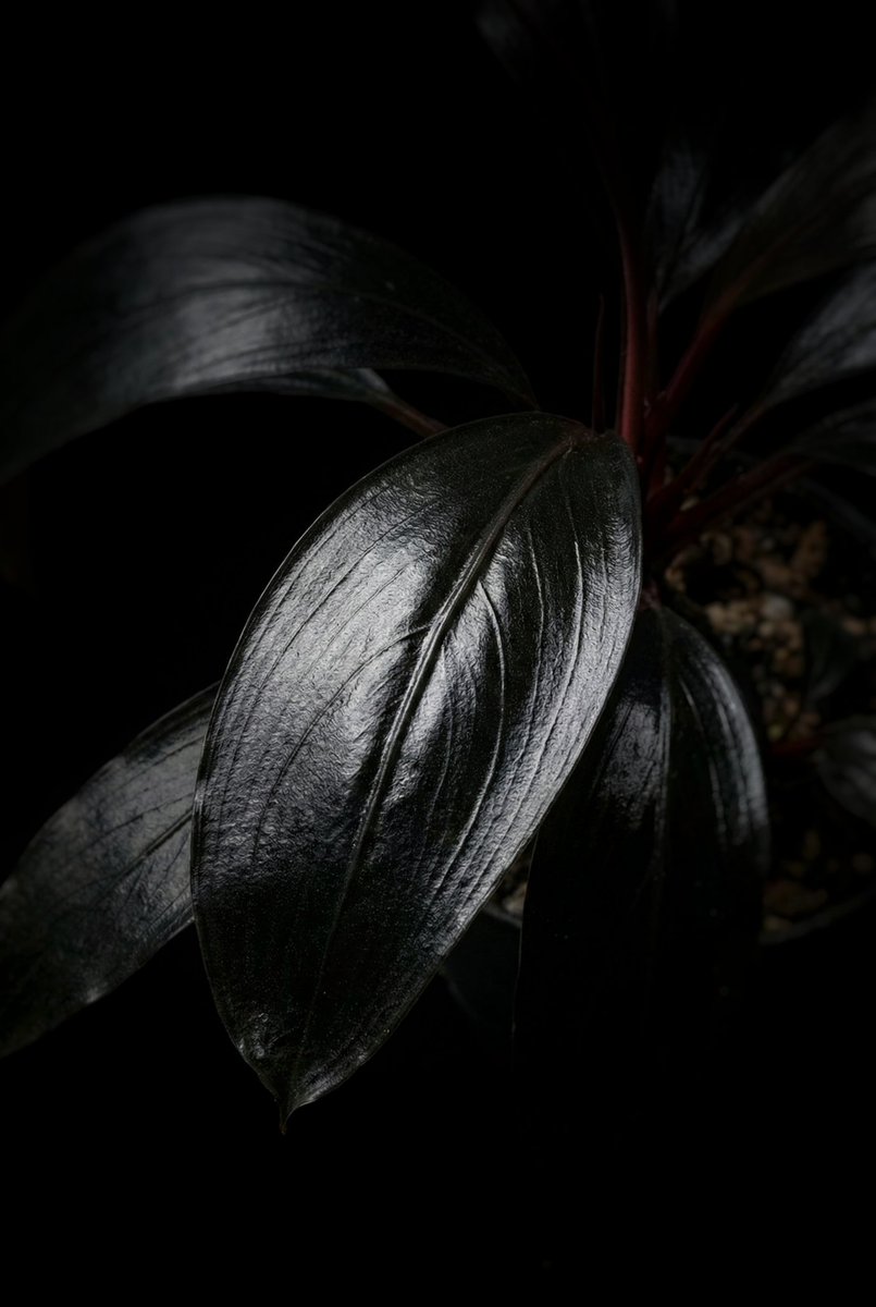 Jewelofborneo's tweet photo. Bucephalandra sp gladius.
Still cultivated
Maybe two years later available 😅
✈️Shipping world wide
Phytosanitary and 100% legal!!
Dm for information
-
-
-
-
-
-
-
#bucephalandra #buce #jewelofborneo #jobb #aroid #ブセファランドラ #부세파란드라 #bucegladius https://t.co/6hX0IJWsQo