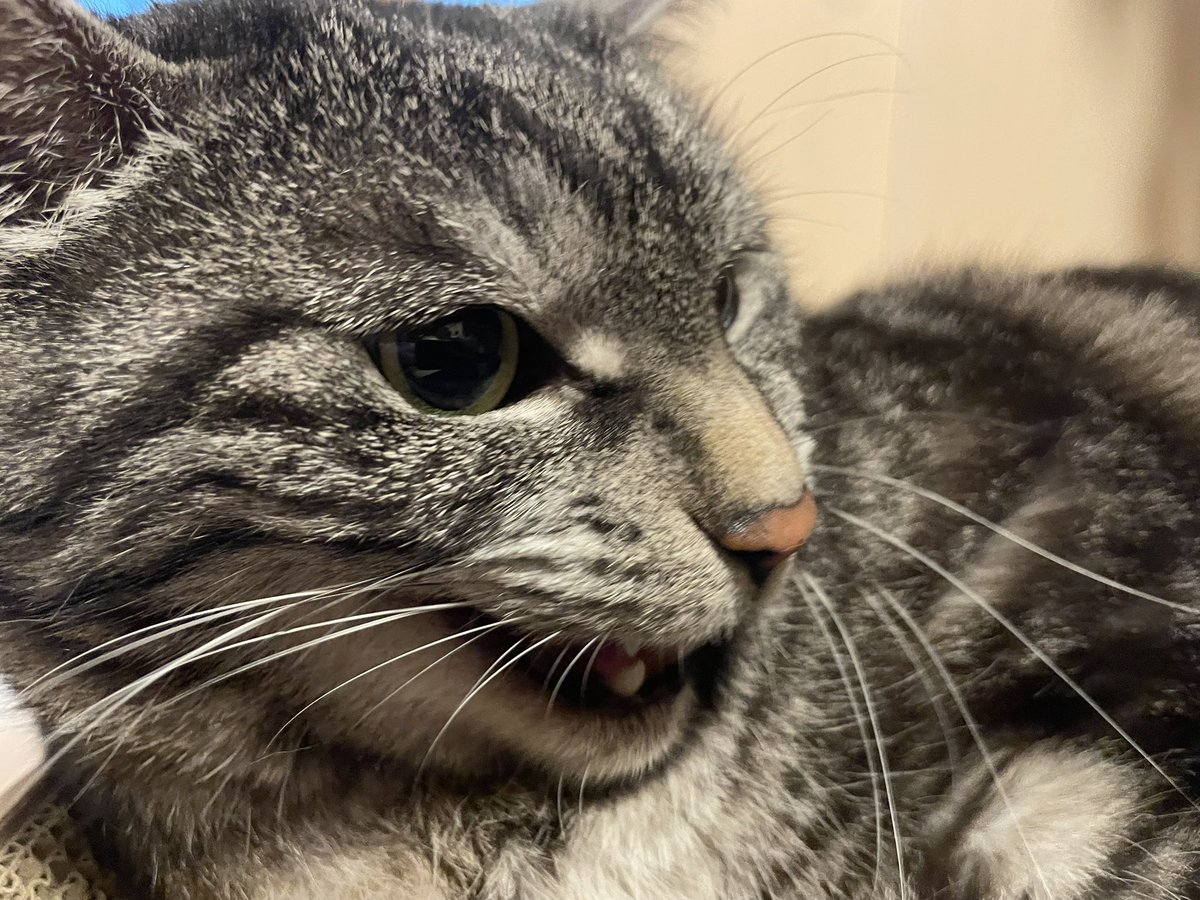 樹樹樹 tweet media