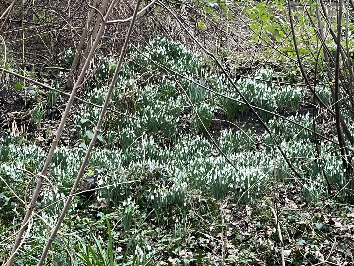 Lari Don tweet media