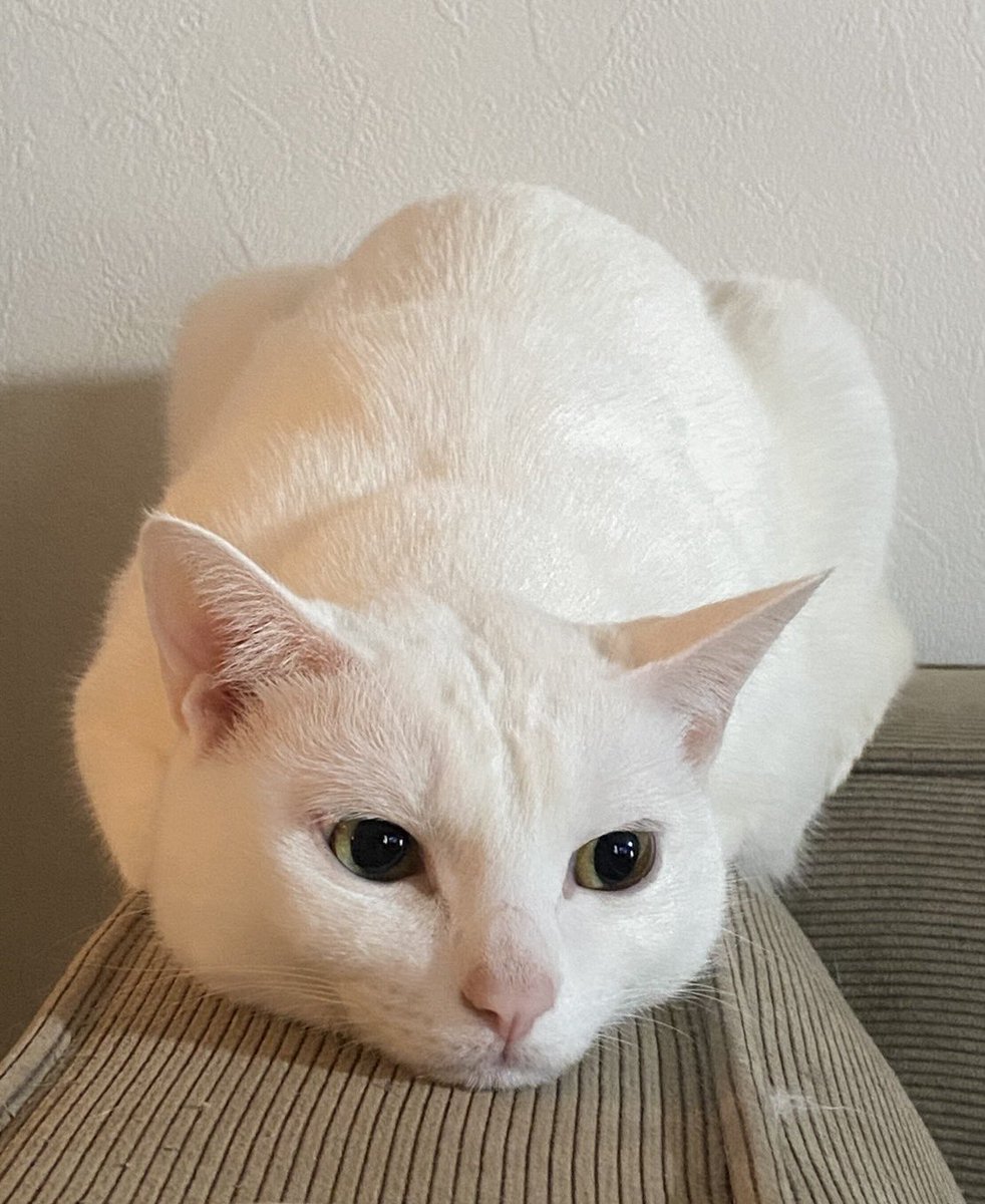 ミルねぇ tweet media