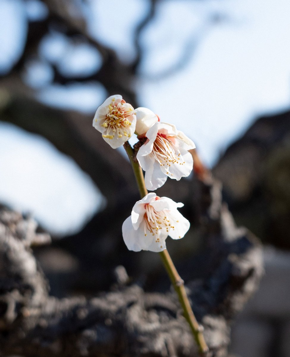 梅の花の名前をご紹介「南高（なんこう）」 控えめで上品な白梅の
