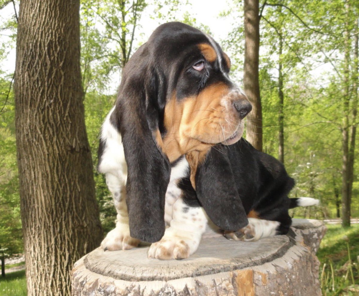 Mockler Bassets tweet media