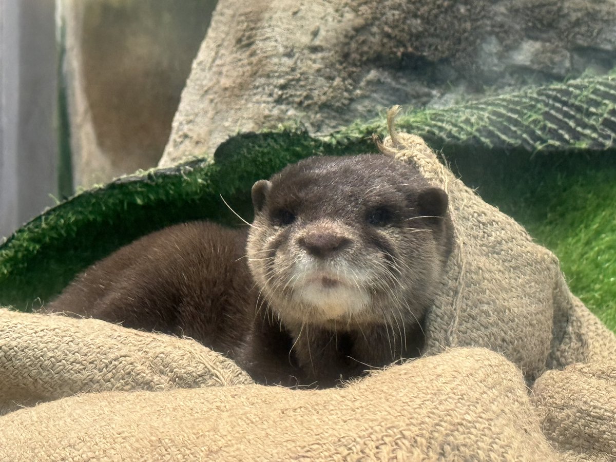 カワウソは諏訪ななかしか認めん！
