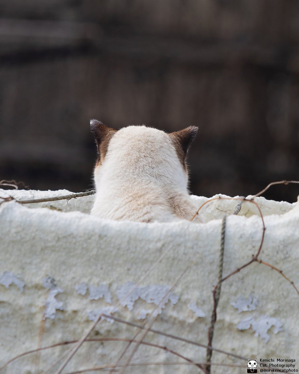後ろ姿不定期更新
ネコの後ろ姿と後頭部はかわいい
後頭部特化型
リアル　ハチワレ？

#猫
#nekoくらぶ 
#ハチワレ
#ちいかわ