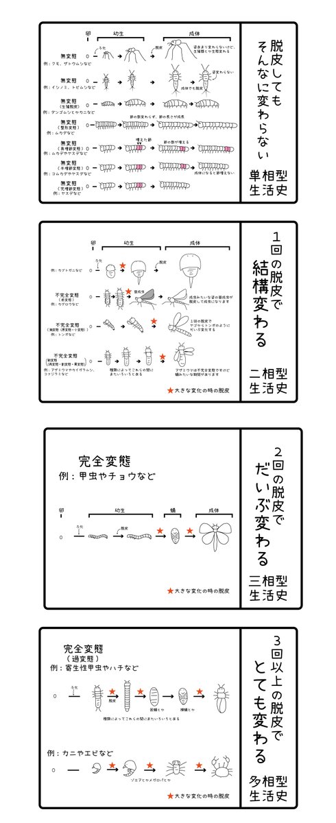 toyotahotarum's tweet photo. １５．節足動物の成長の仕方 https://t.co/nyPC05HC6L