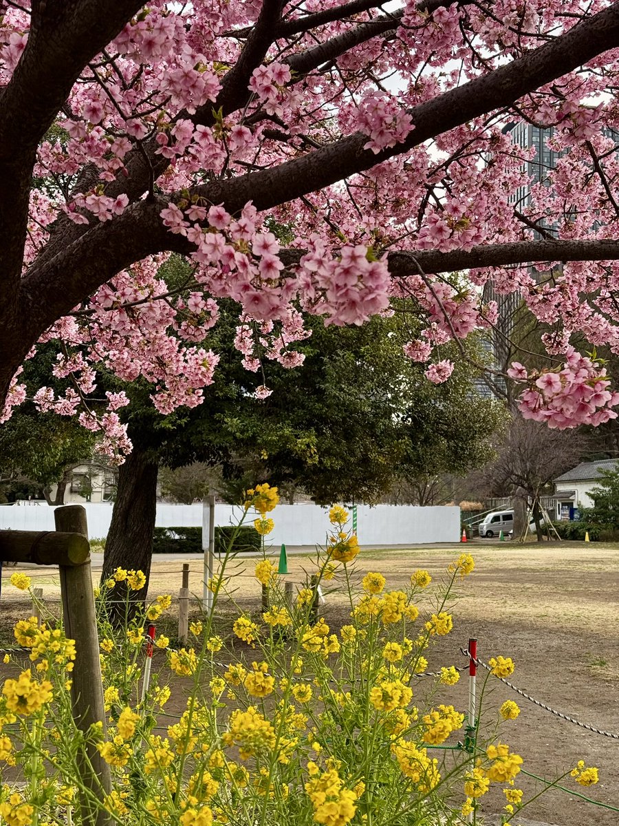 ピンクと黄色。 河津桜と菜の花。