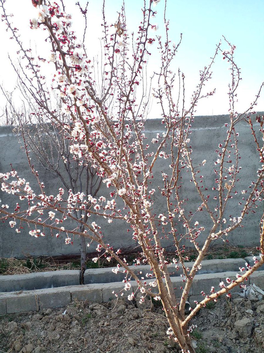 امید توشه | Omid Tousheh tweet media