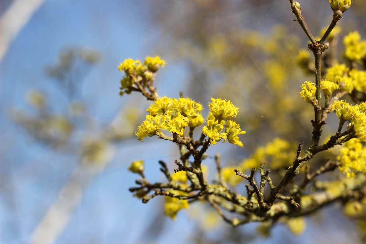 Barcham Trees tweet media