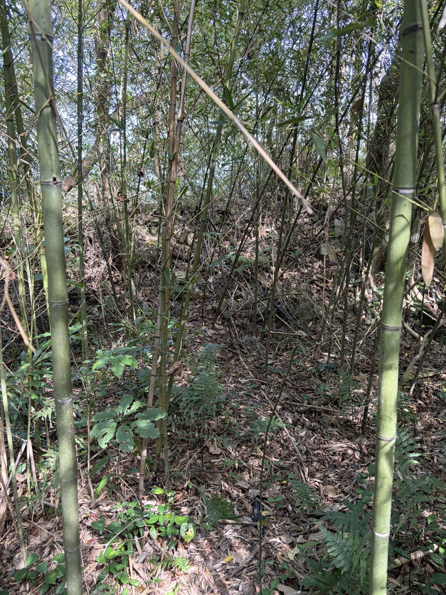 駒井俊雄 tweet media