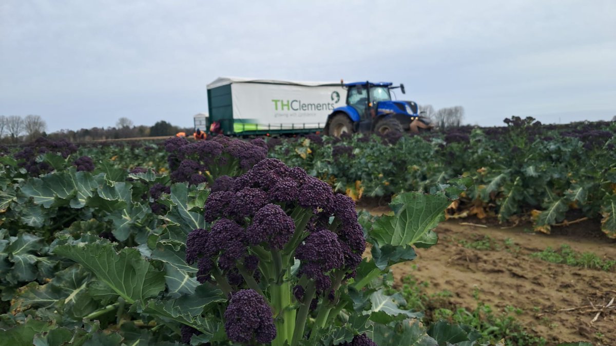 TH Clements tweet media