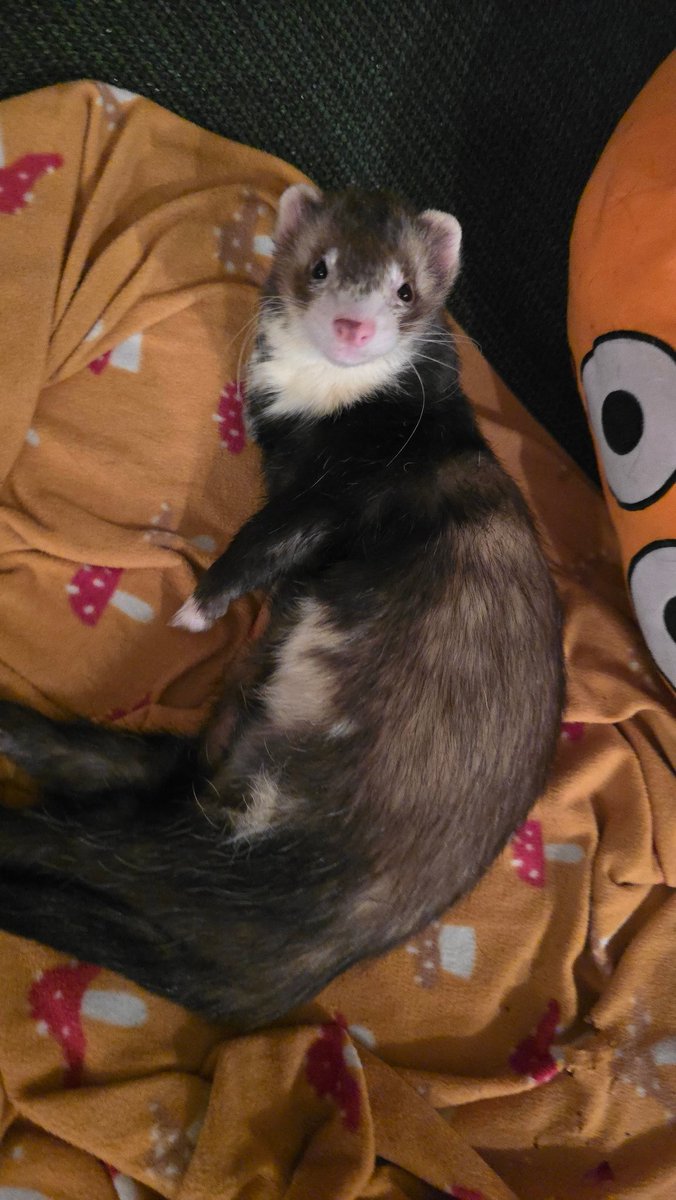 Ferret Zone tweet media