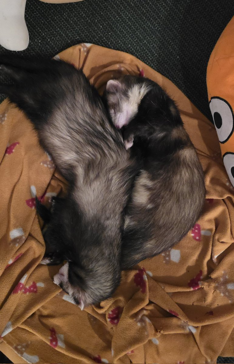 Ferret Zone tweet media