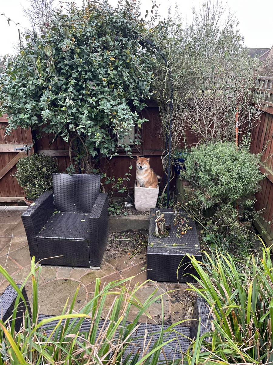 Luciano Sgarbi tweet media