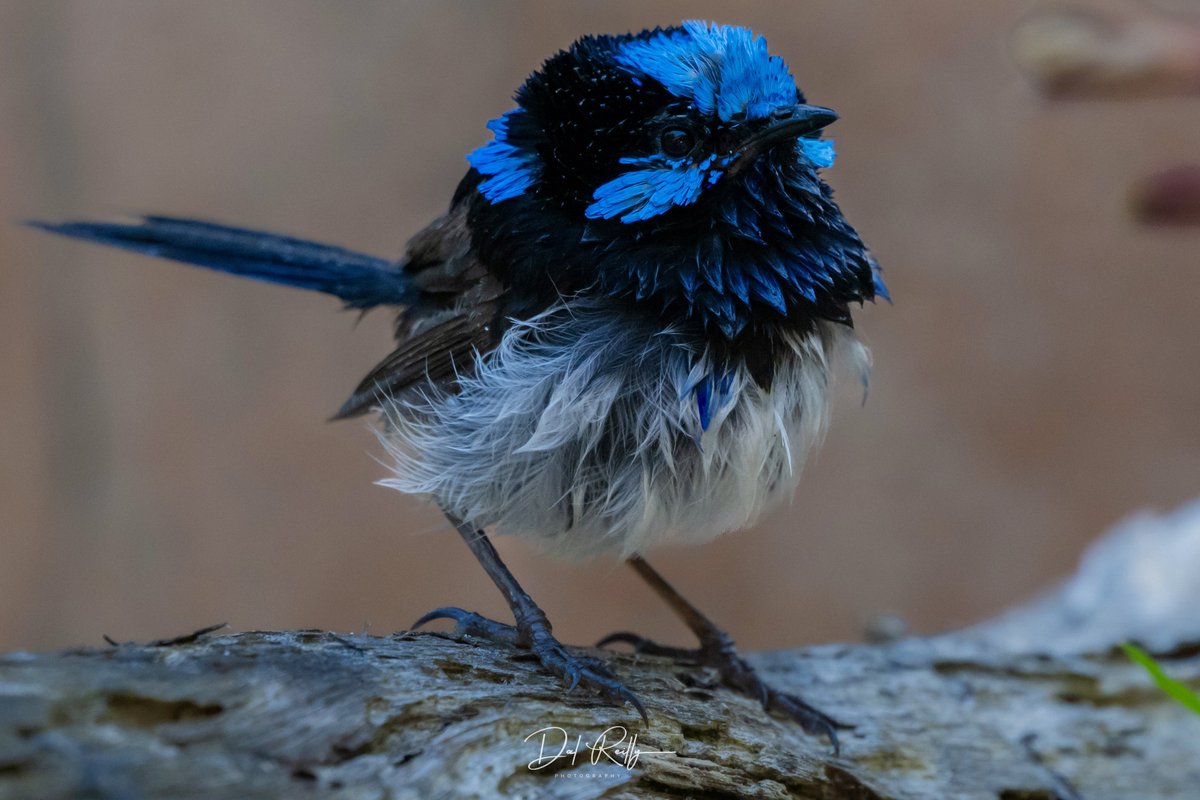 dallysbackyard's tweet photo. A male Superb Fairy-wren in the shadows Saturday morning🐦 #aussiebirds #Gippsland #abcaustralia #abcmyphoto #abcinmelbourne #visitgippsland #latrobevalley #abcgippsland #getbacktogippsland #ausgeo #visitlatrobecity #exquisitepics20_australia #nikonz8 https://t.co/2m1BQ84Stl