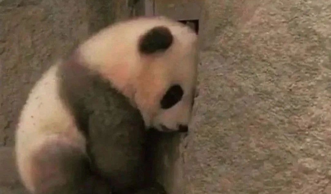 Hossein.Ra 🇮🇷 tweet media