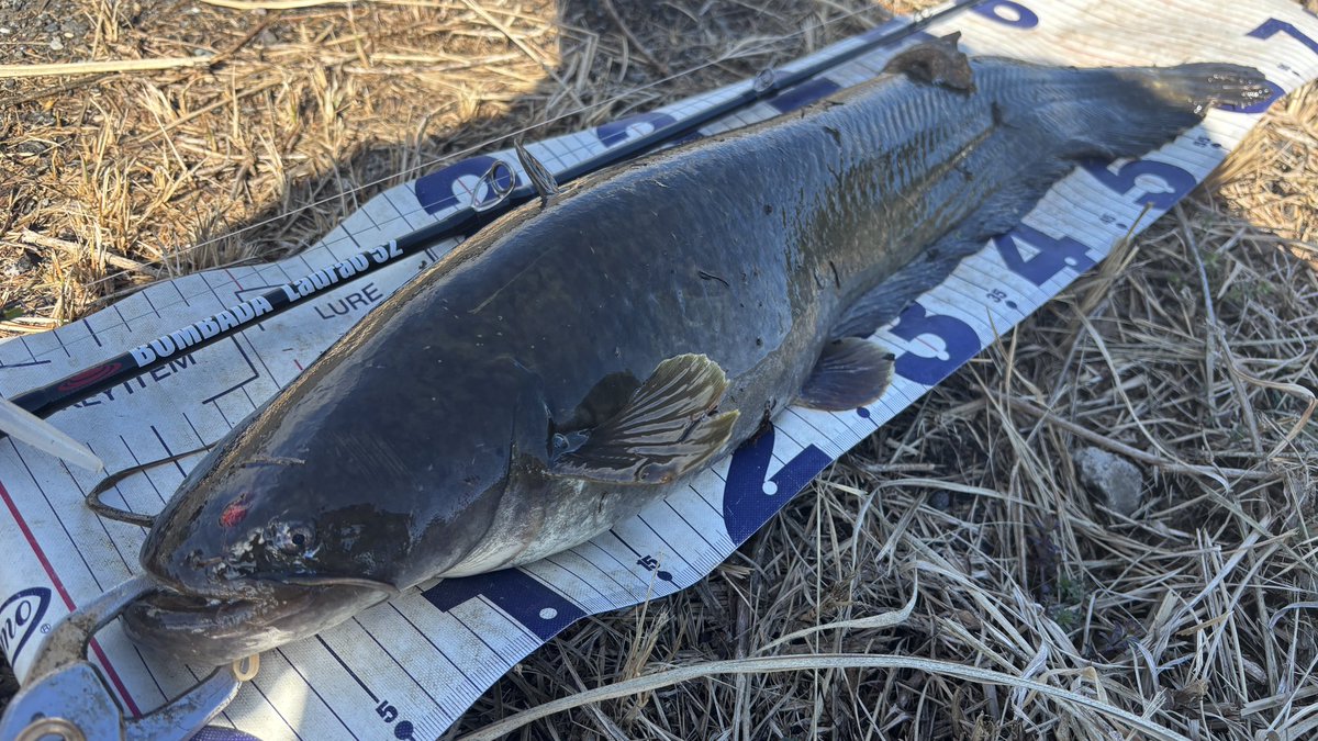tagyoshuangler's tweet photo. ナマズ10キャッチ
久しぶりの70up

#BOMBAD
#ボンバダ
#Ladrao52 
#ラドラオ52 https://t.co/fI9rNK9ZLV