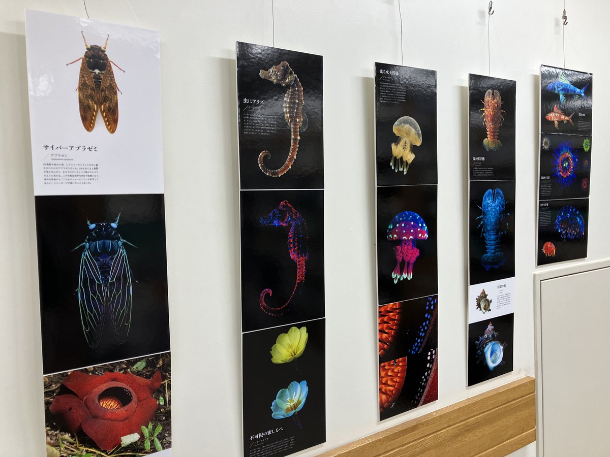 パネル展示中】 壁面にてパネルの展示も行っております。足を止めて