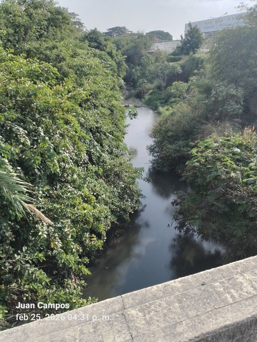 #26Feb Esta imagen lo tomé ayer a las 16:31 Hrs. en la quebrada o canal "Dren X", ubicada en la Av.Industrias entre la Urb.Rafael Caldera y C.C.Epa Oeste (Barquisimeto), se aprecia gran cantidad de agua con abundante zancudos. #TiempoVzla