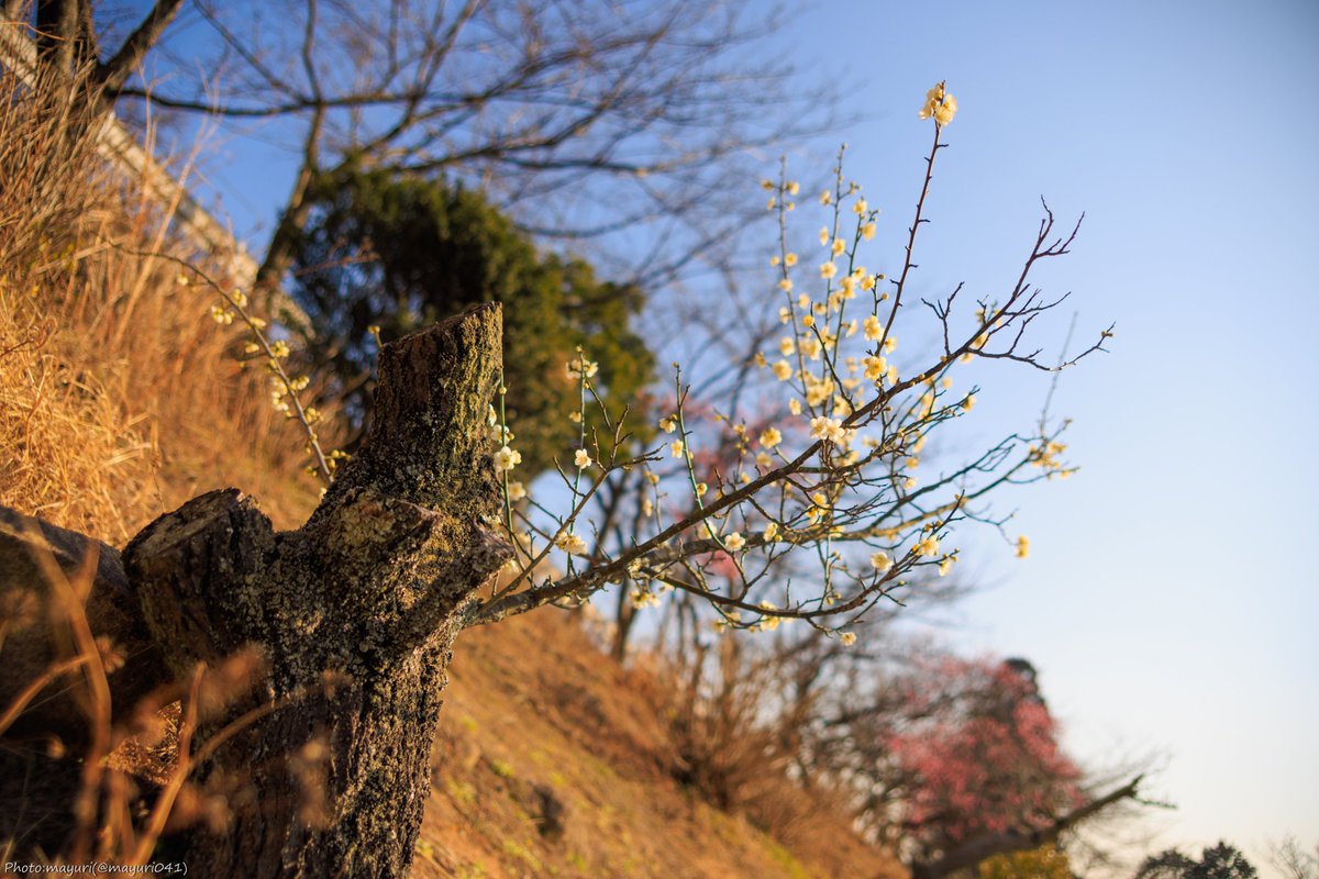 2月21日｜種松山の梅と蝋梅

📍倉敷市：種松山公園西園地
📷
EOS R5 + TAMRON SP AF 28-105mm F2.8 176D