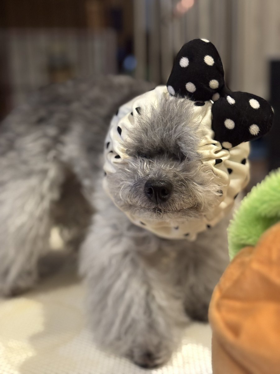 ちーず tweet media