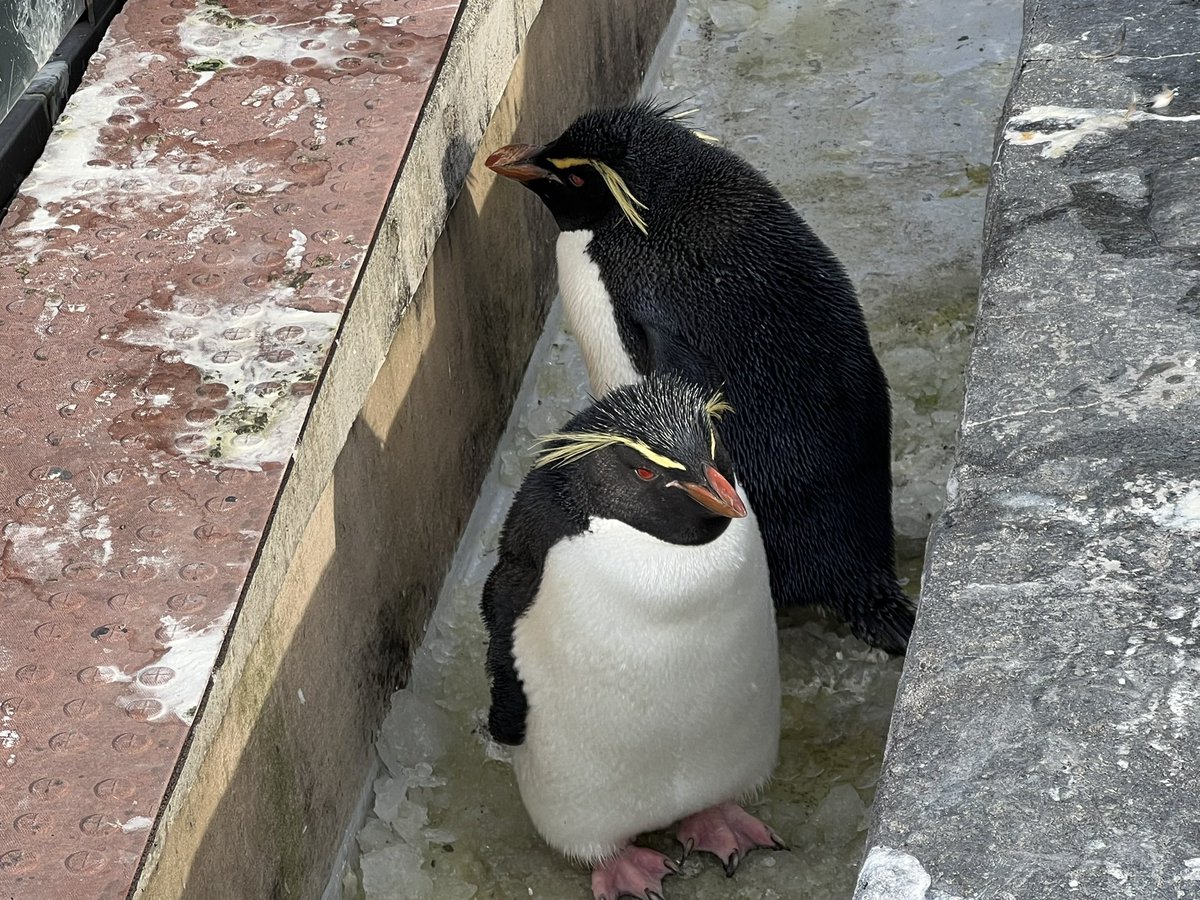 溝の中で じーっとしているイワトビさん🐧 #ミナミイワトビペンギン