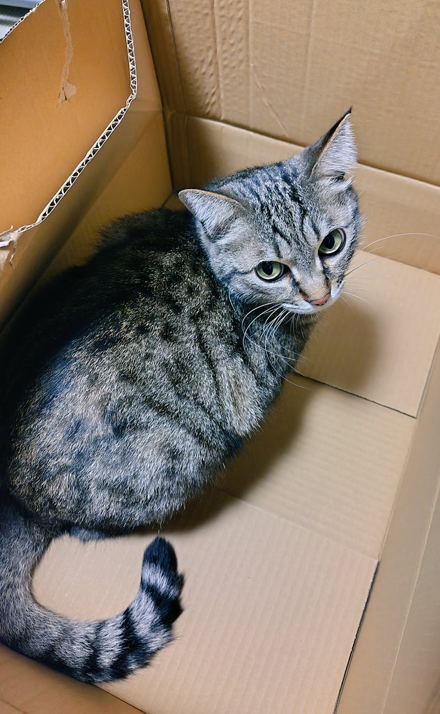 いい箱もらっちゃったぜ