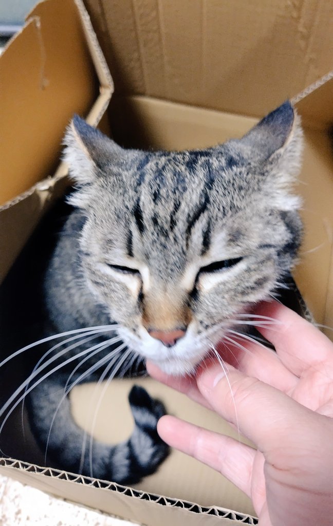 いい箱もらっちゃったぜ