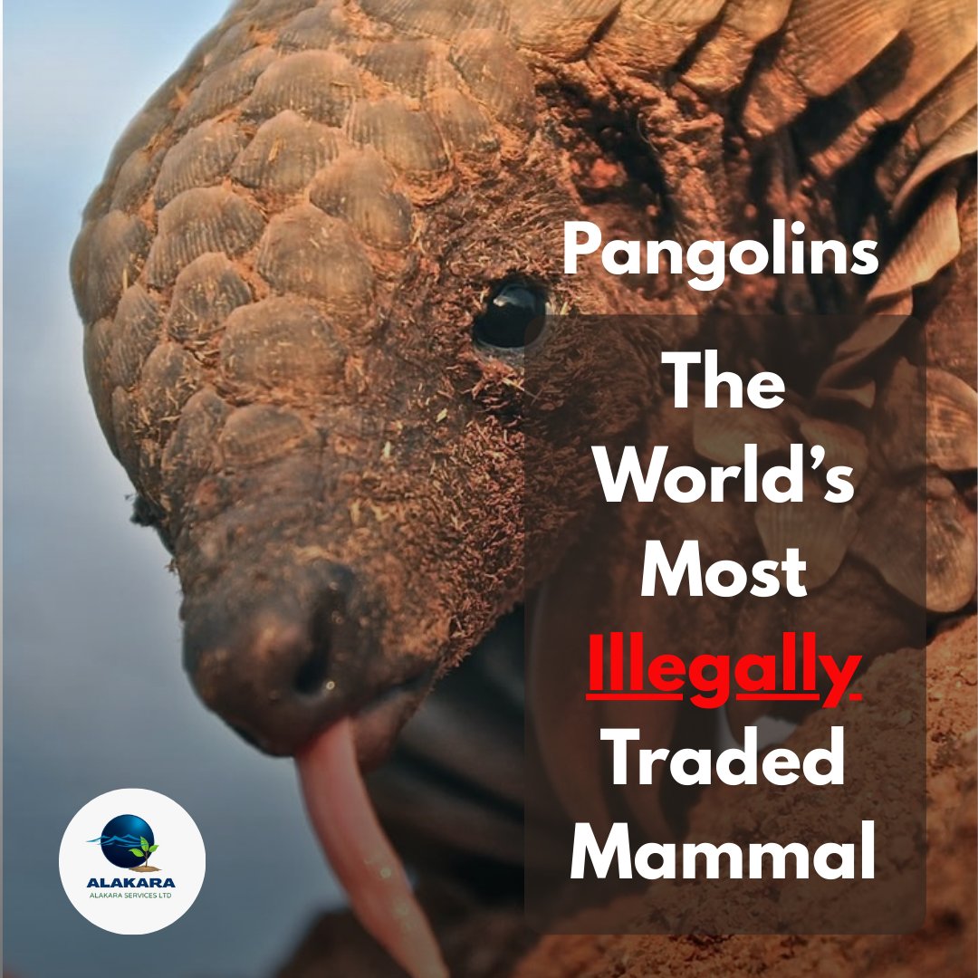 AlakaraC's tweet photo. Alarm over escalating #pangolin trafficking in Africa!

Over 1 million pangolins were killed in just 13 years. Kenya, Uganda, Cameroon &amp; Nigeria are emerging as key trafficking hubs for the world’s most #illegally traded mammal.

Stronger enforcement is needed to end this crisis. https://t.co/A9IRTIbPu8