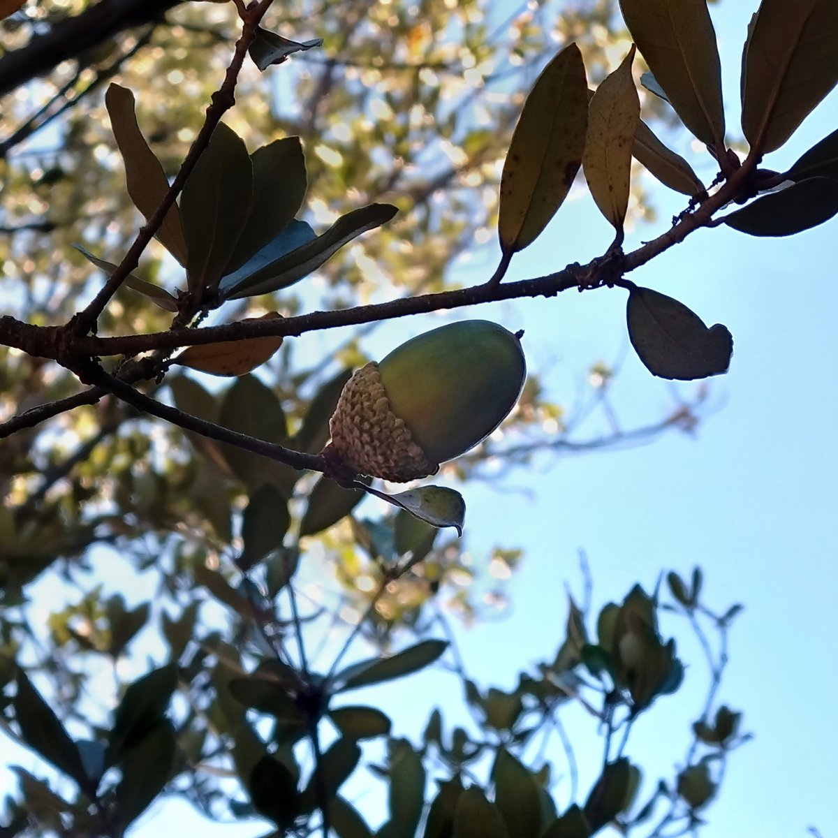 どんぐりの人 (@donguribito) / Posts / X