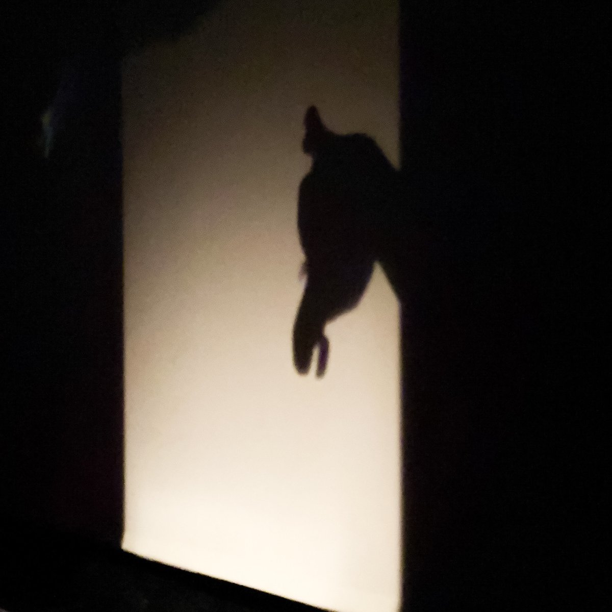 sarune_0's tweet photo. 『猿音王』

🦒本日初日🦒
18時より開演です。
※当日券ございます

島の重さを知りたい方、ぜひいらしてください。

役者スタッフ一同、ご来場お待ちしております。

○詳細はこちら
https://t.co/FQxNVRyUpN

#演劇 #多摩美術大学 https://t.co/YqJrmVVr5v