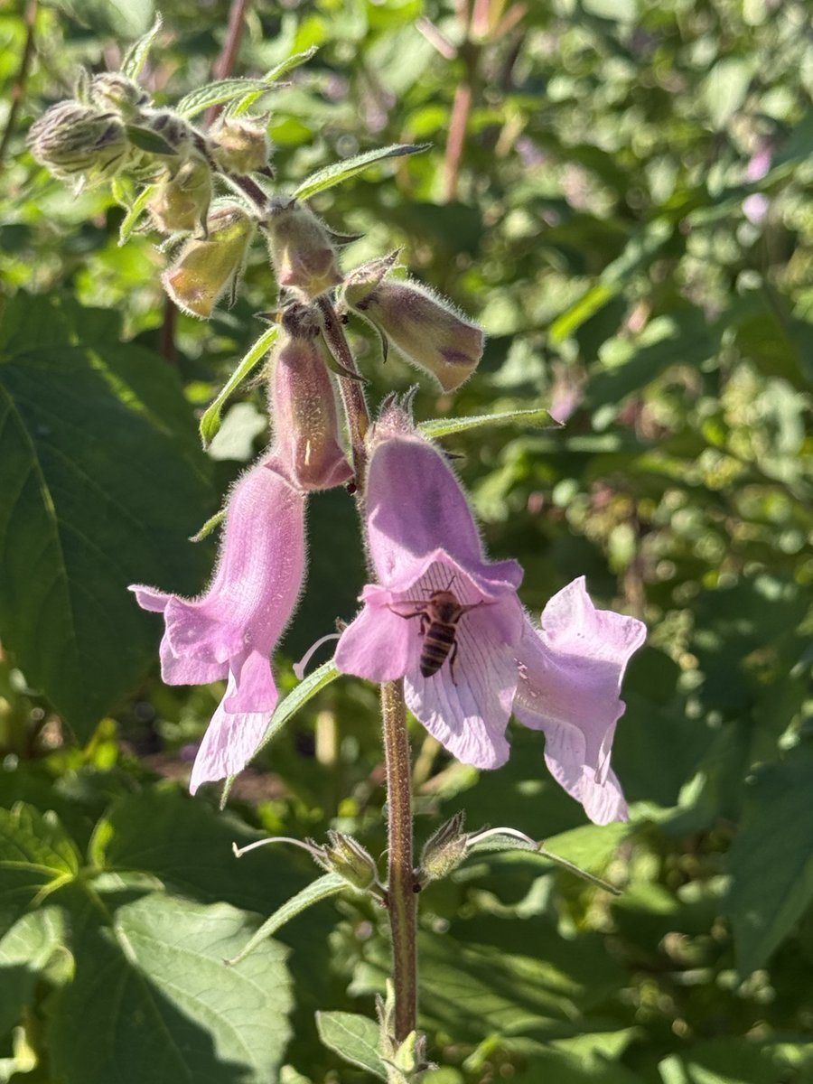 JudeStevens's tweet image. #InsectThursday 🌸🐝