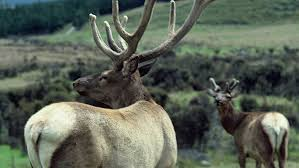 Haiku of the Day (2/26: "wapiti")

Wapiti stand proud
Git jo white ass outta here
Leaves them defiant

#haikuchallenge