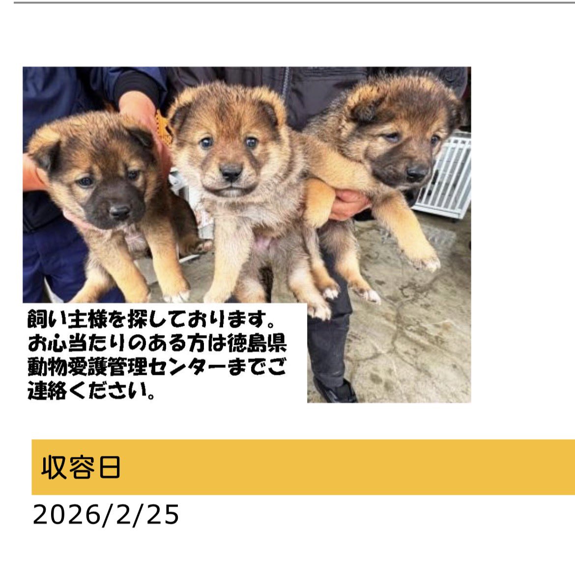 拡散希望
迷い犬保護のお知らせ
2026/2/25
場所
阿波市市場町香美字善入寺

・雑種（犬種不明）
・若犬
・小型
・茶色
・オス3匹

もしかすると、帰りを待っている大切なご家族がいらっしゃるかもしれません。

お心当たりのある方は、徳島県動物愛護管理センター
088-636-6122