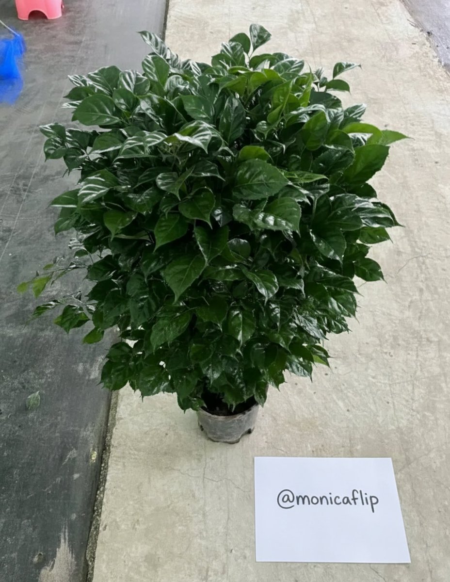 monicaflip's tweet photo. @MossYGravel My mom and I love it very much. We have many different plants, but this one is our favorite

My sol address :

9PigY8eEd3ZJjSK2W21YF5SQSoJLFQ6npZpMLhxwtoXG https://t.co/QbeoJ0sco6