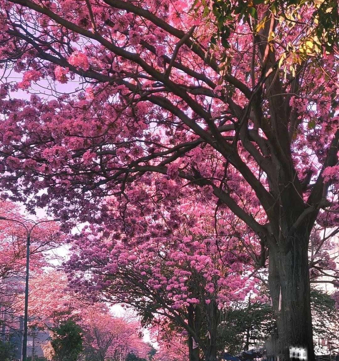 Tabebuia rosea in all its glory 🌸