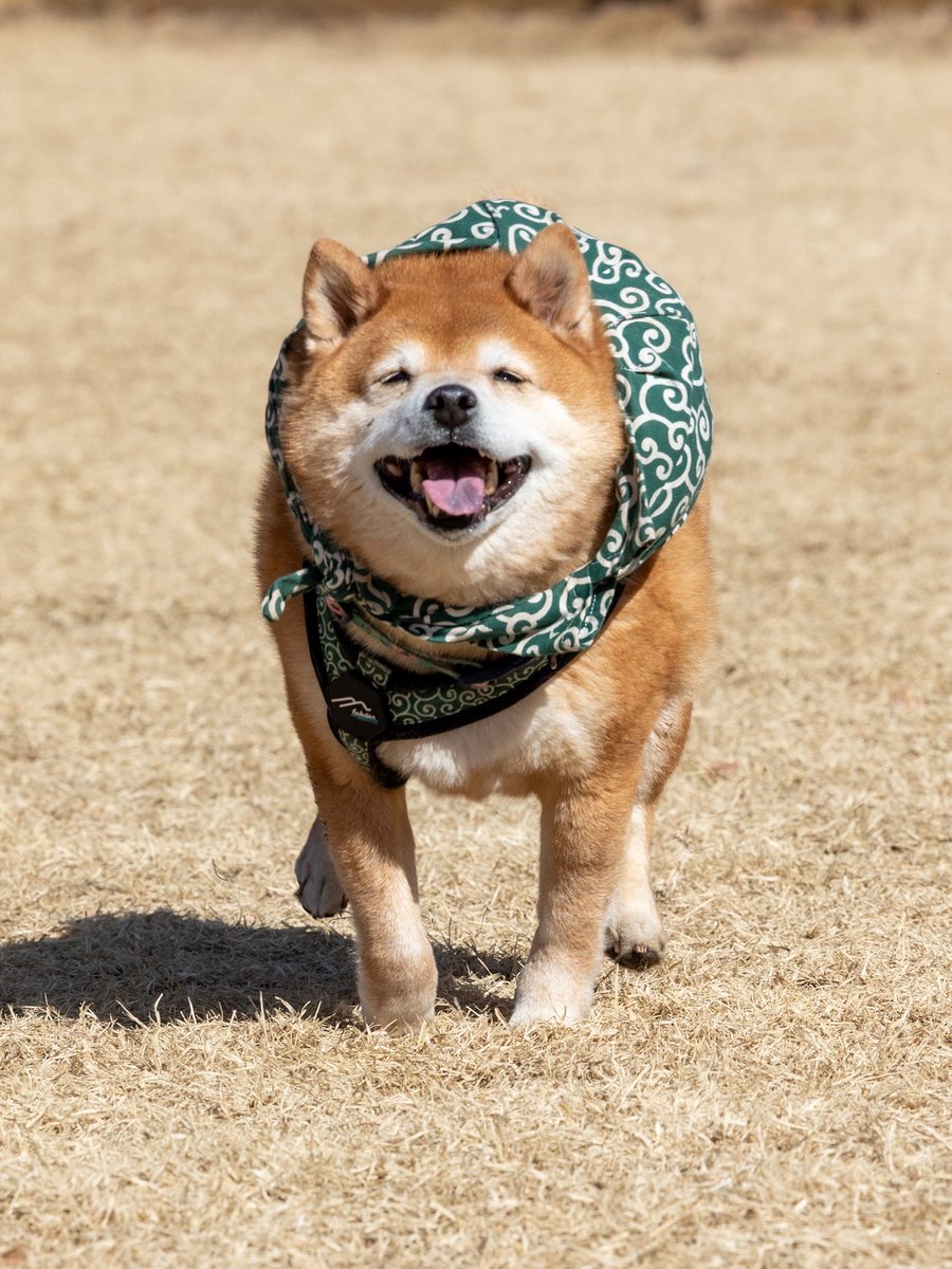 柴犬たけちよ (@takechiyo_shiba) / Posts / X