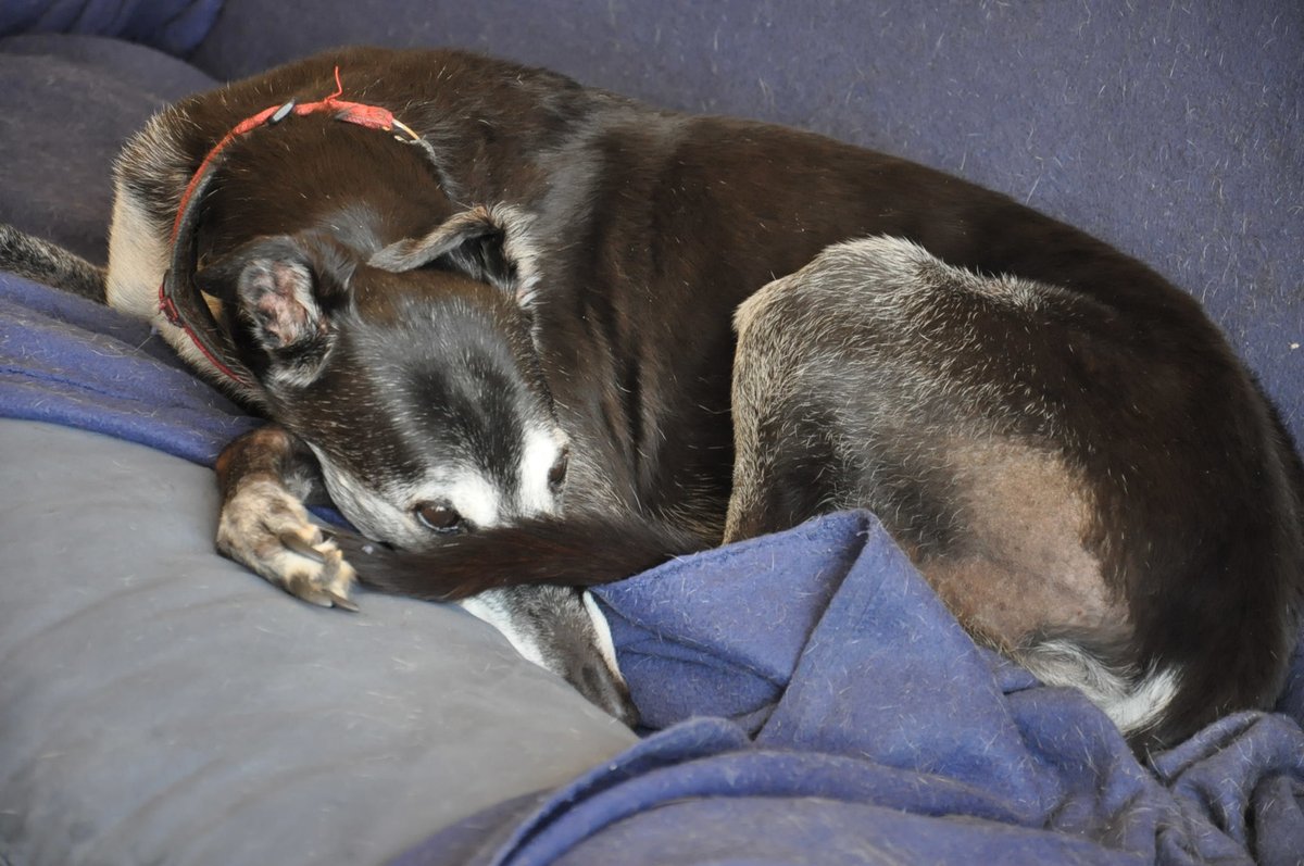 diva ex machina tweet media