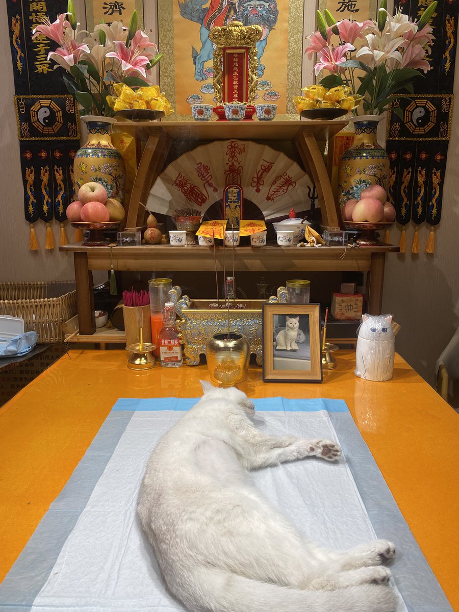 王从风 tweet media