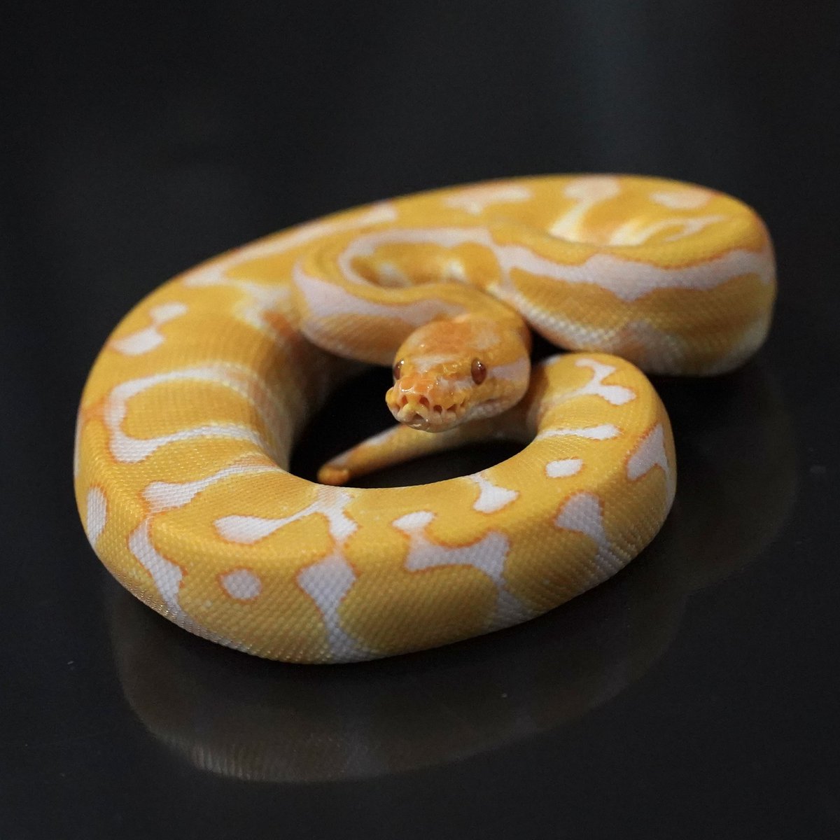 Side-B Collection tweet media