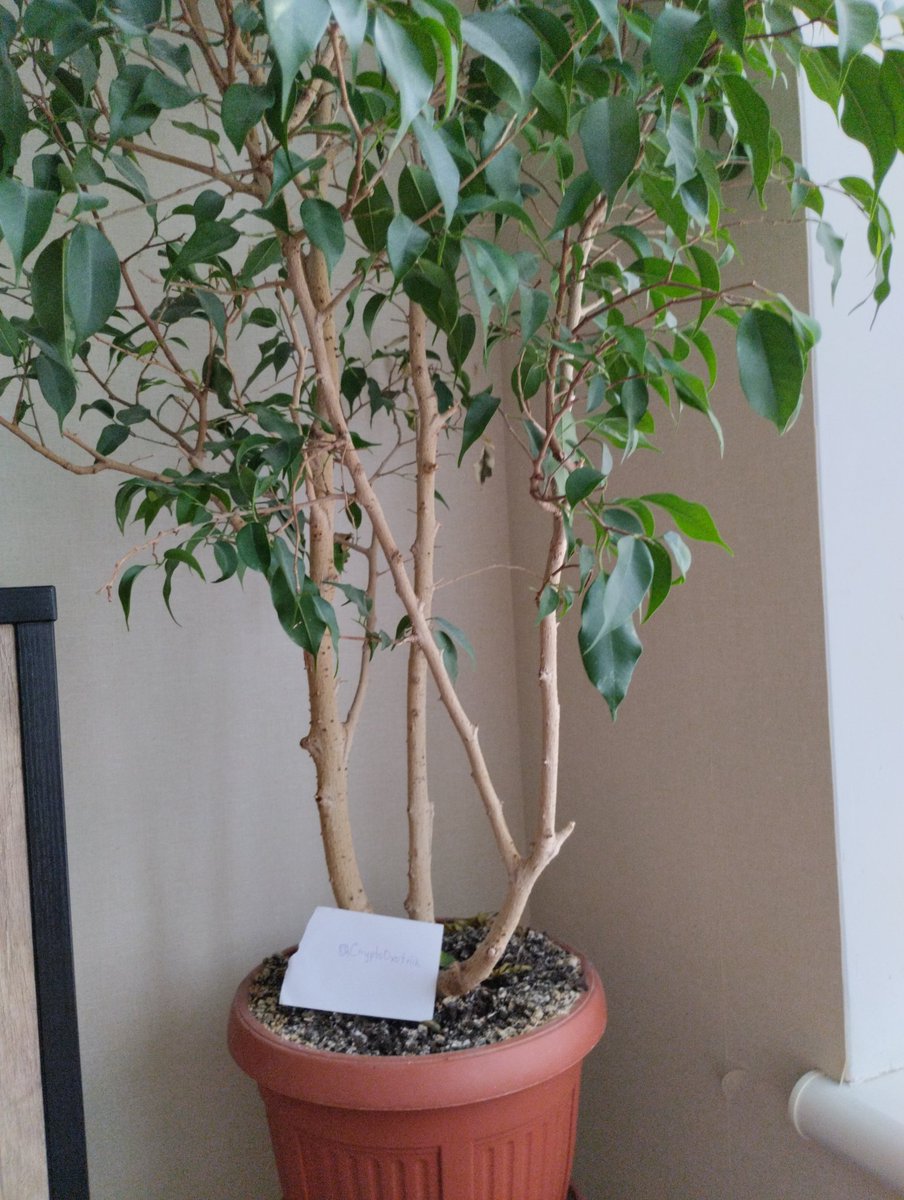 CryptoOxotnik's tweet photo. @MossYGravel My Ficus Benjamina 🌿🌴

CnN6sQDA6VEDXK15KrZrrEXiJhKVsG5M82k86hRLTgNx https://t.co/WOEKUJFBuc