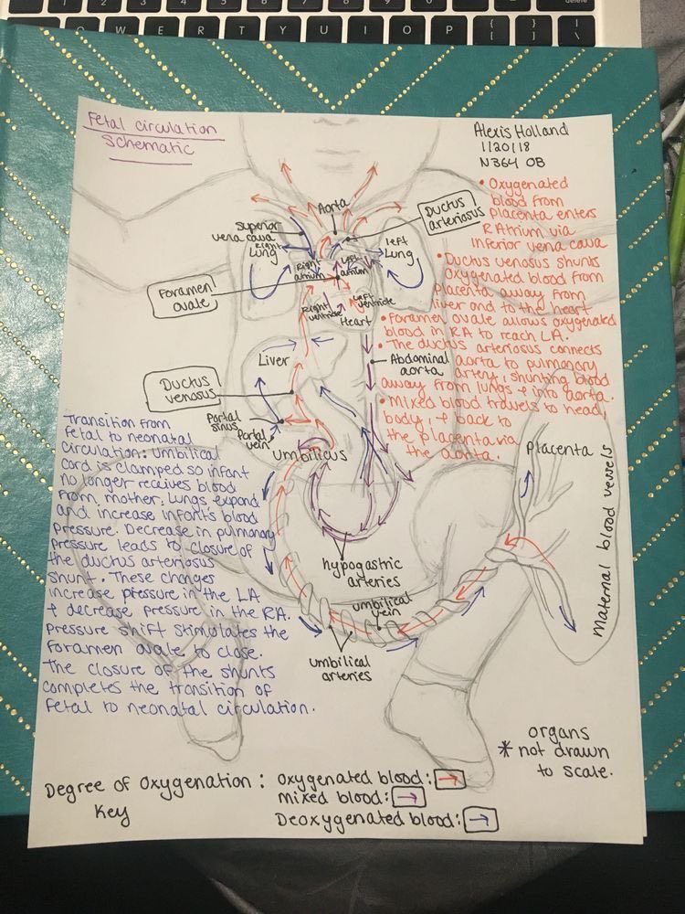 TrackYourHeart's tweet photo. Fetal circulation😍 https://t.co/U6Gsv065Oy