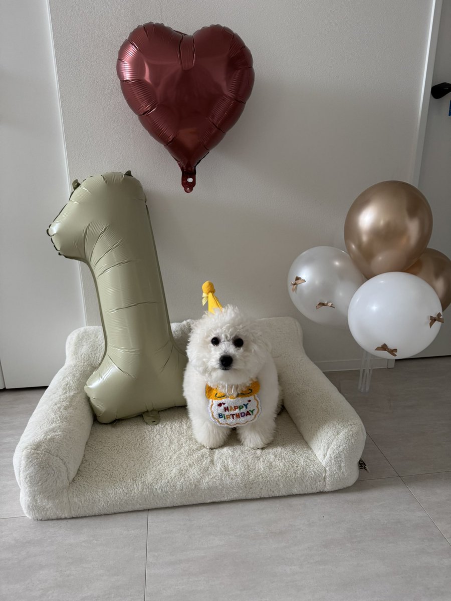 ビションフリーゼのぽむとぷりん☁️🍮 tweet media