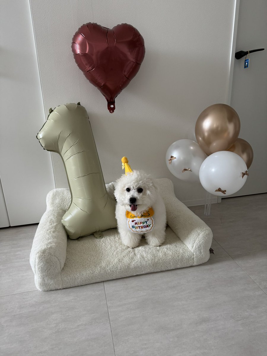 ビションフリーゼのぽむとぷりん☁️🍮 tweet media