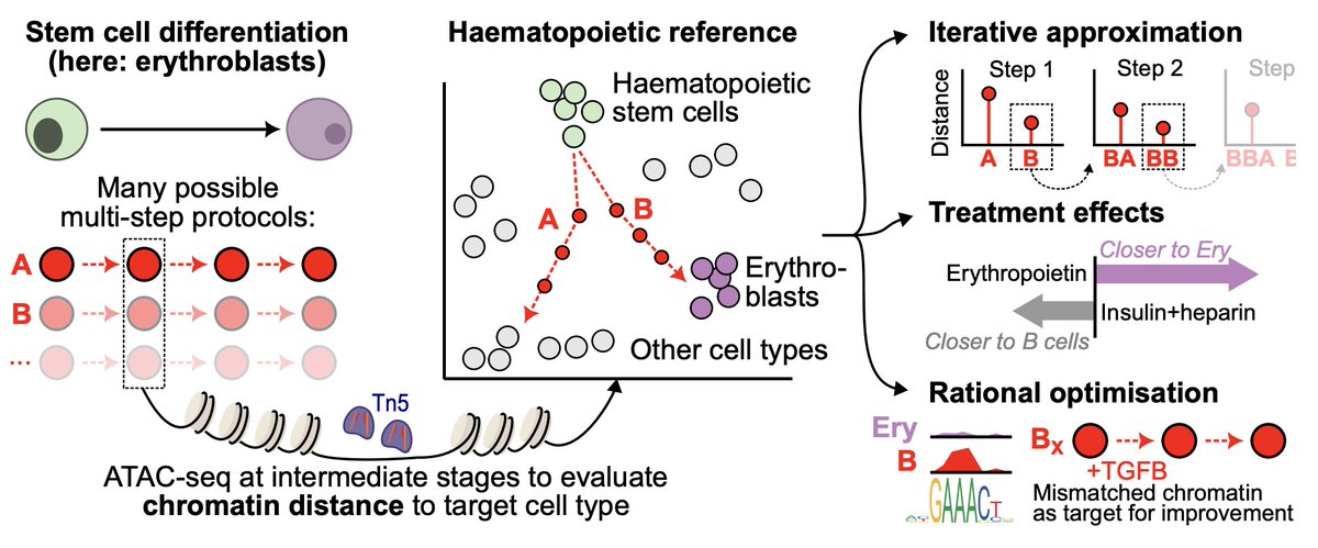 DSeruggia's tweet photo. Happy to share our paper in collaboration with the Halbritter group (@cancerbits). We used machine learning &amp; ATAC-seq to refine erythroid differentiation protocols. Recipes for lineage differentiation are written on chromatin!
 👉 https://t.co/s6MAJh9pZY
@StAnna_CCRI @CeMM_News https://t.co/sRPZmQGsLR