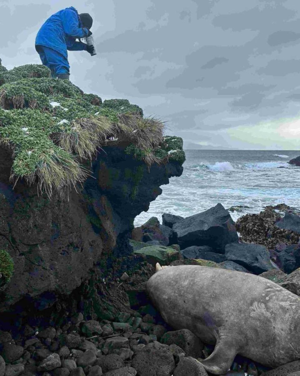 sapri_dsti's tweet photo. Update from #Marion Island!
SAPRI sealers continue a 40+ year #LTO programme - tagging nearly every southern elephant seal pup &amp; conducting  censuses to track population trends and support conservation.

Read full article at #SAPRI website: https://t.co/NcZxARWunA
@environmentza https://t.co/czKIxbp2Wy