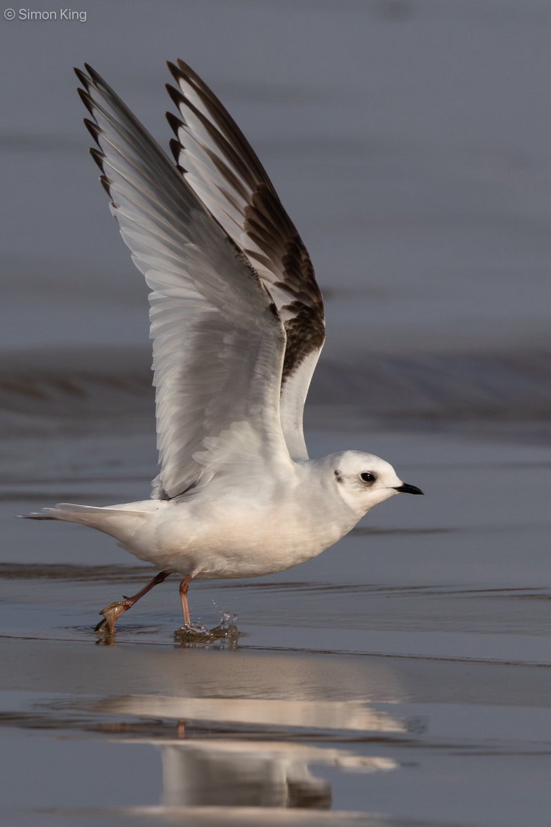 Simon King tweet media